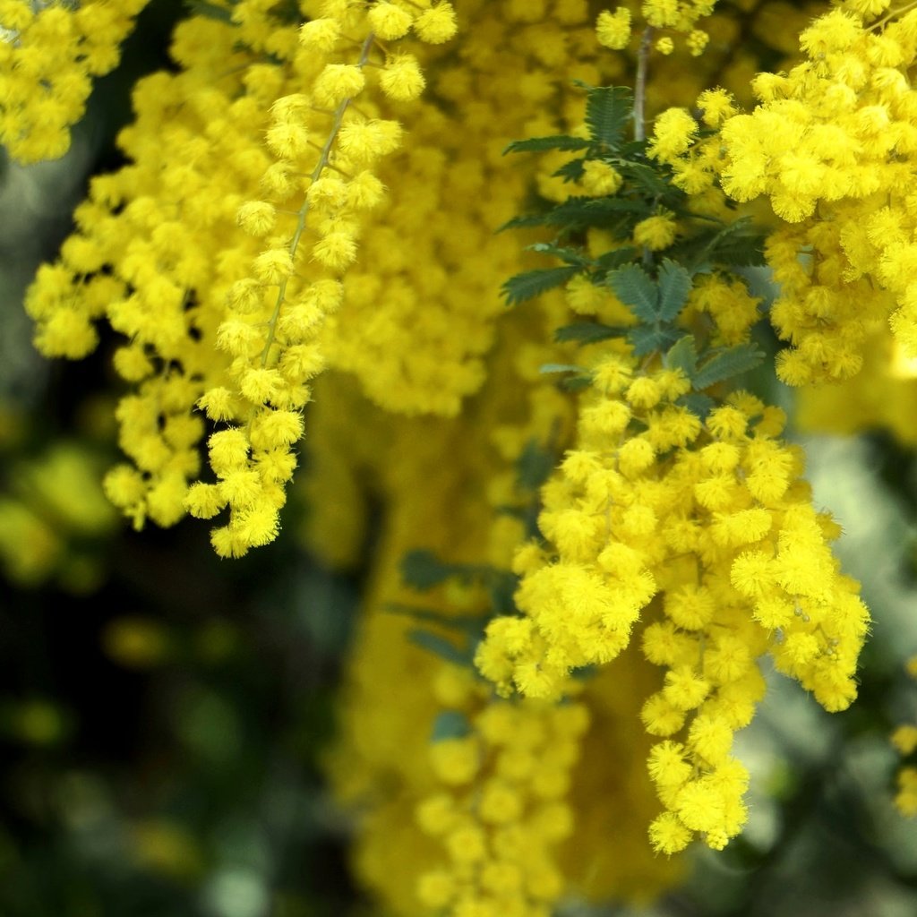 Обои желтый, макро, пушистый, весна, мимоза, yellow, macro, fluffy, spring, mimosa разрешение 2048x1361 Загрузить