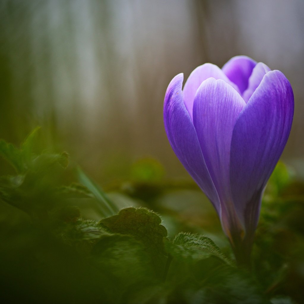 Обои макро, цветок, размытость, бутон, крокус, крупным планом, macro, flower, blur, bud, krokus, closeup разрешение 3840x2560 Загрузить