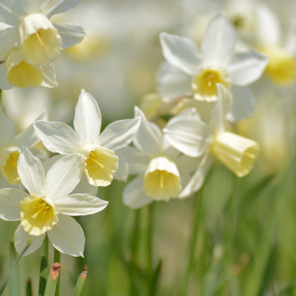 Обои макро, весна, нарциссы, macro, spring, daffodils разрешение 2048x1356 Загрузить