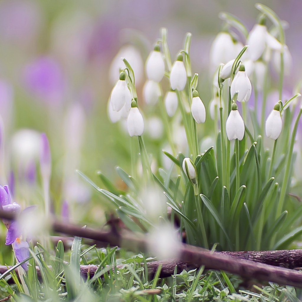 Обои цветы, макро, весна, подснежники, крокусы, боке, flowers, macro, spring, snowdrops, crocuses, bokeh разрешение 1920x1080 Загрузить