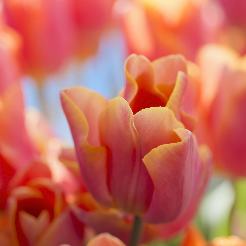 Обои макро, красные, тюльпаны, macro, red, tulips разрешение 2048x1365 Загрузить