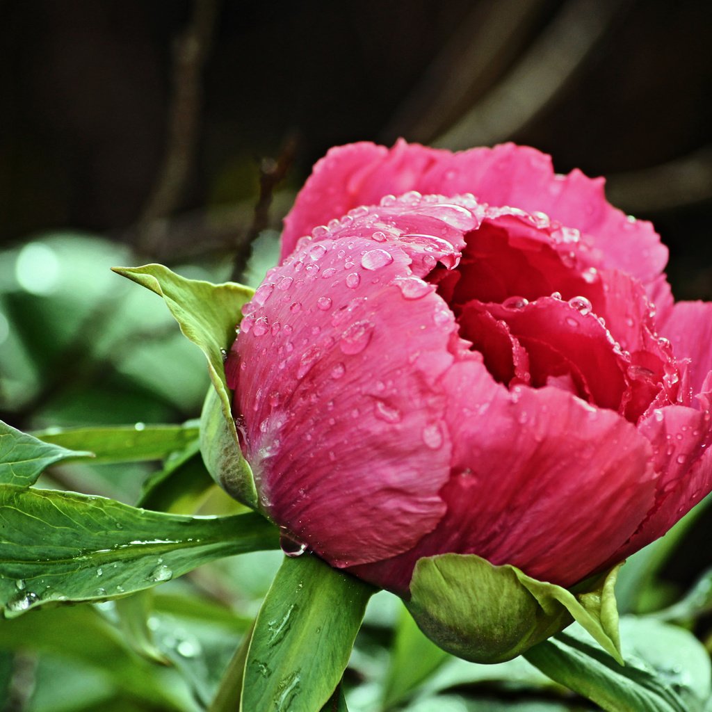 Обои капли, бутон, розовый, пион, после дождя, drops, bud, pink, peony, after the rain разрешение 2048x1363 Загрузить