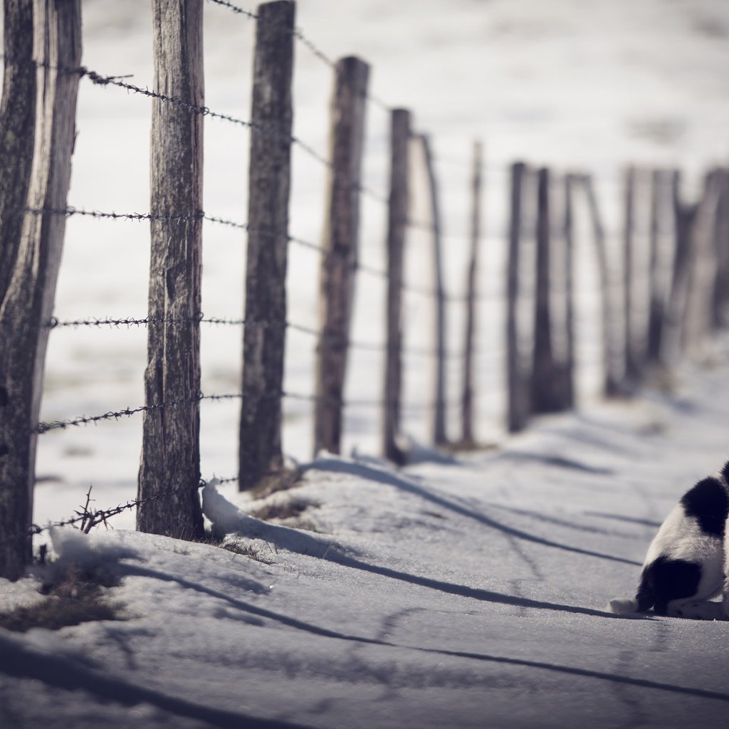 Обои снег, зима, взгляд, забор, собака, сидит, друг, бордер-колли, snow, winter, look, the fence, dog, sitting, each, the border collie разрешение 2048x1204 Загрузить
