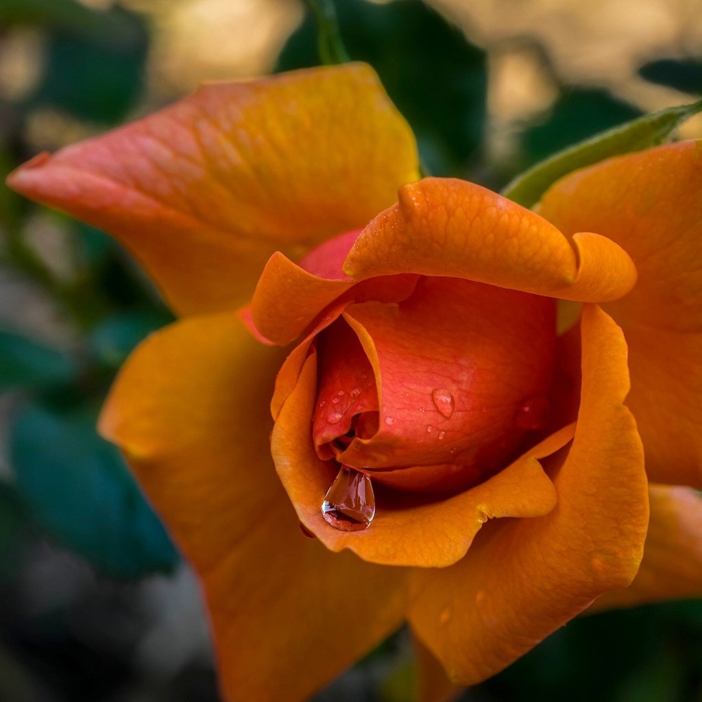 Обои макро, капли, роза, лепестки, бутон, macro, drops, rose, petals, bud разрешение 2048x1356 Загрузить