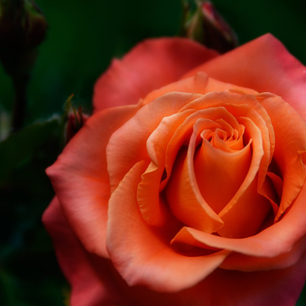 Обои роза, размытость, оранжевая, rose, blur, orange разрешение 2048x1365 Загрузить
