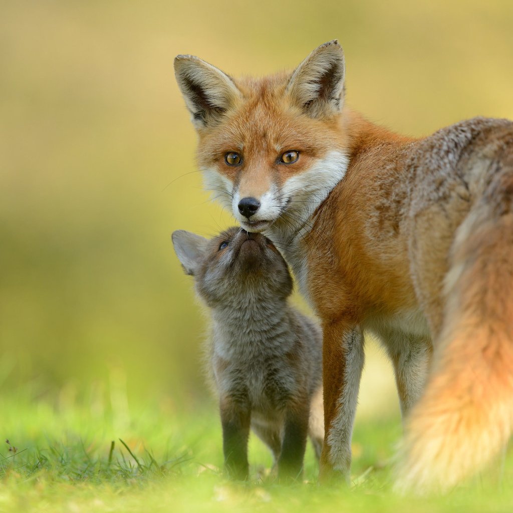 Обои лиса, лисица, мама, малыш, лисенок, fox, mom, baby разрешение 2048x1367 Загрузить