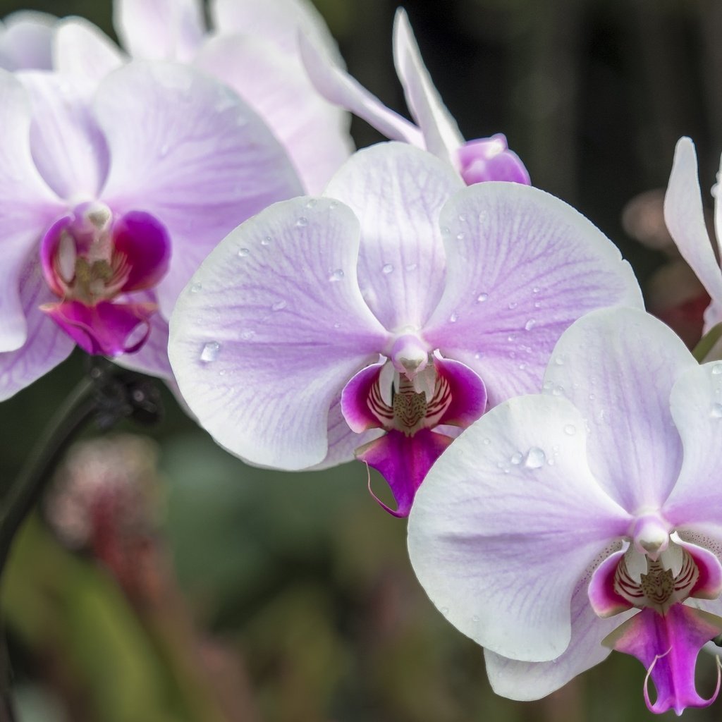 Обои макро, розовый, нежность, орхидея, macro, pink, tenderness, orchid разрешение 2048x1334 Загрузить