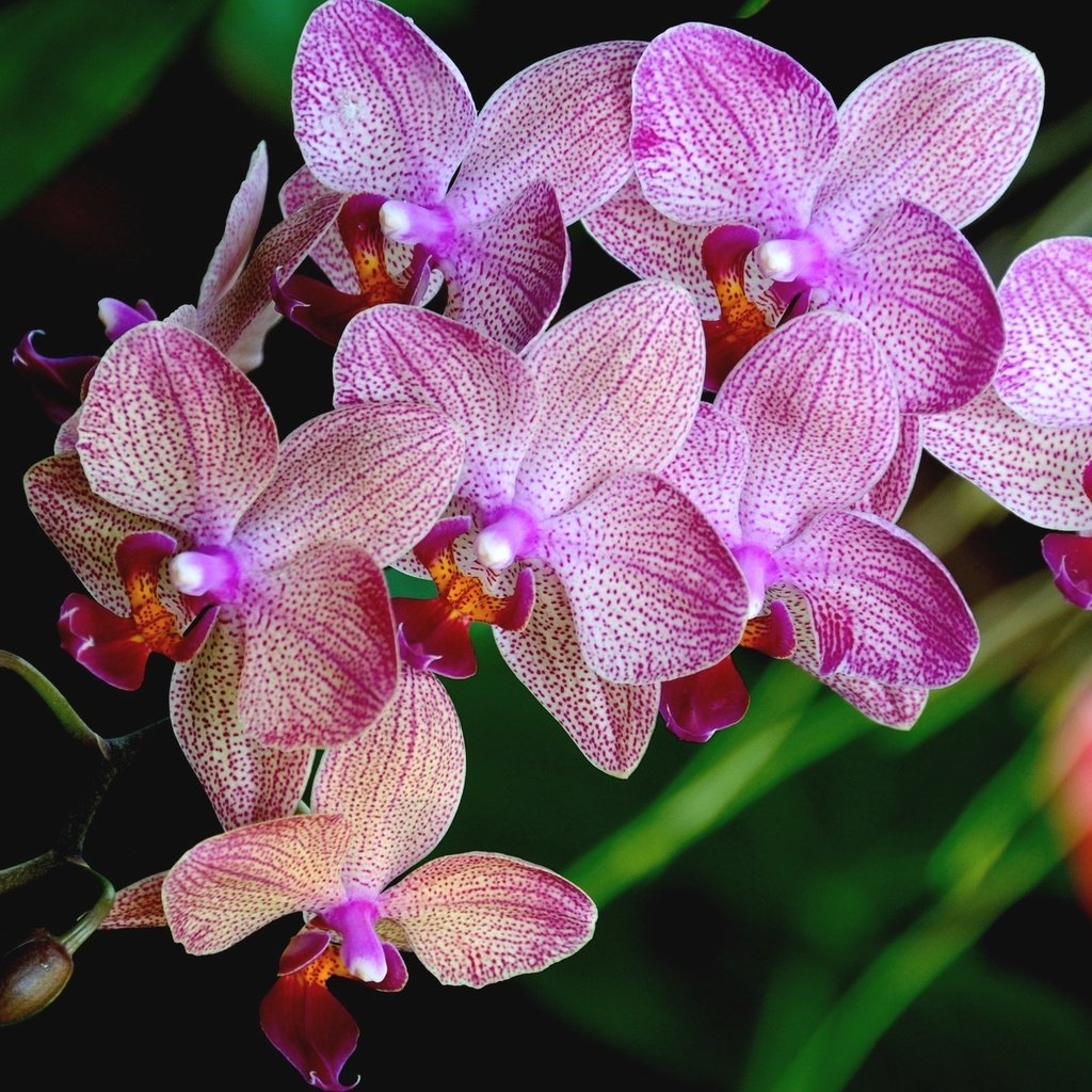 Обои лепестки, розовый, орхидея, petals, pink, orchid разрешение 2048x1360 Загрузить