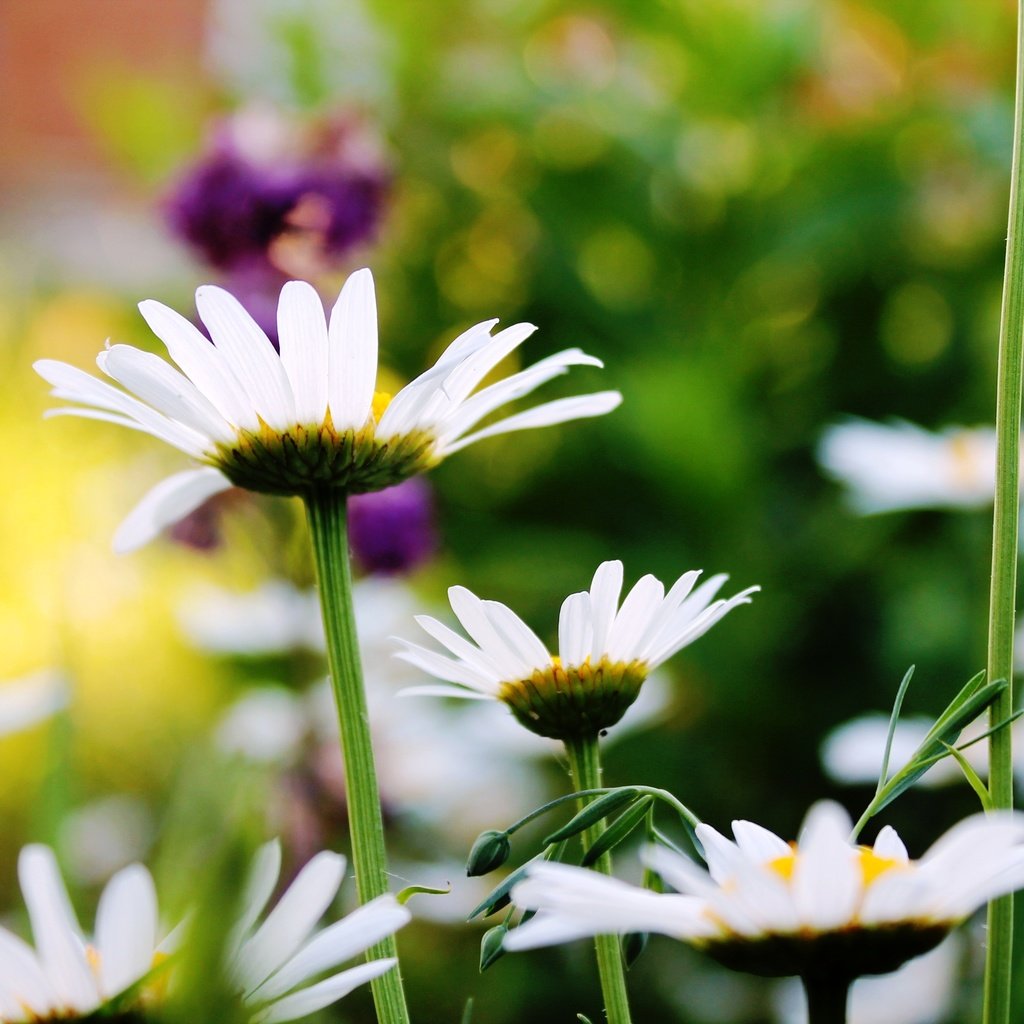 Обои лето, красота, ромашки, summer, beauty, chamomile разрешение 4272x2848 Загрузить