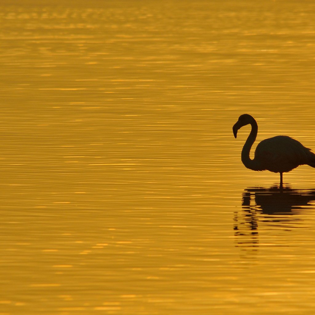 Обои море, птица, силуэт, sea, bird, silhouette разрешение 2303x1552 Загрузить