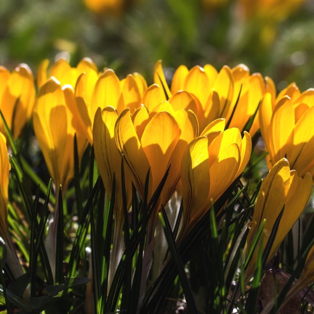 Обои весна, желтые, крокусы, spring, yellow, crocuses разрешение 1920x1273 Загрузить