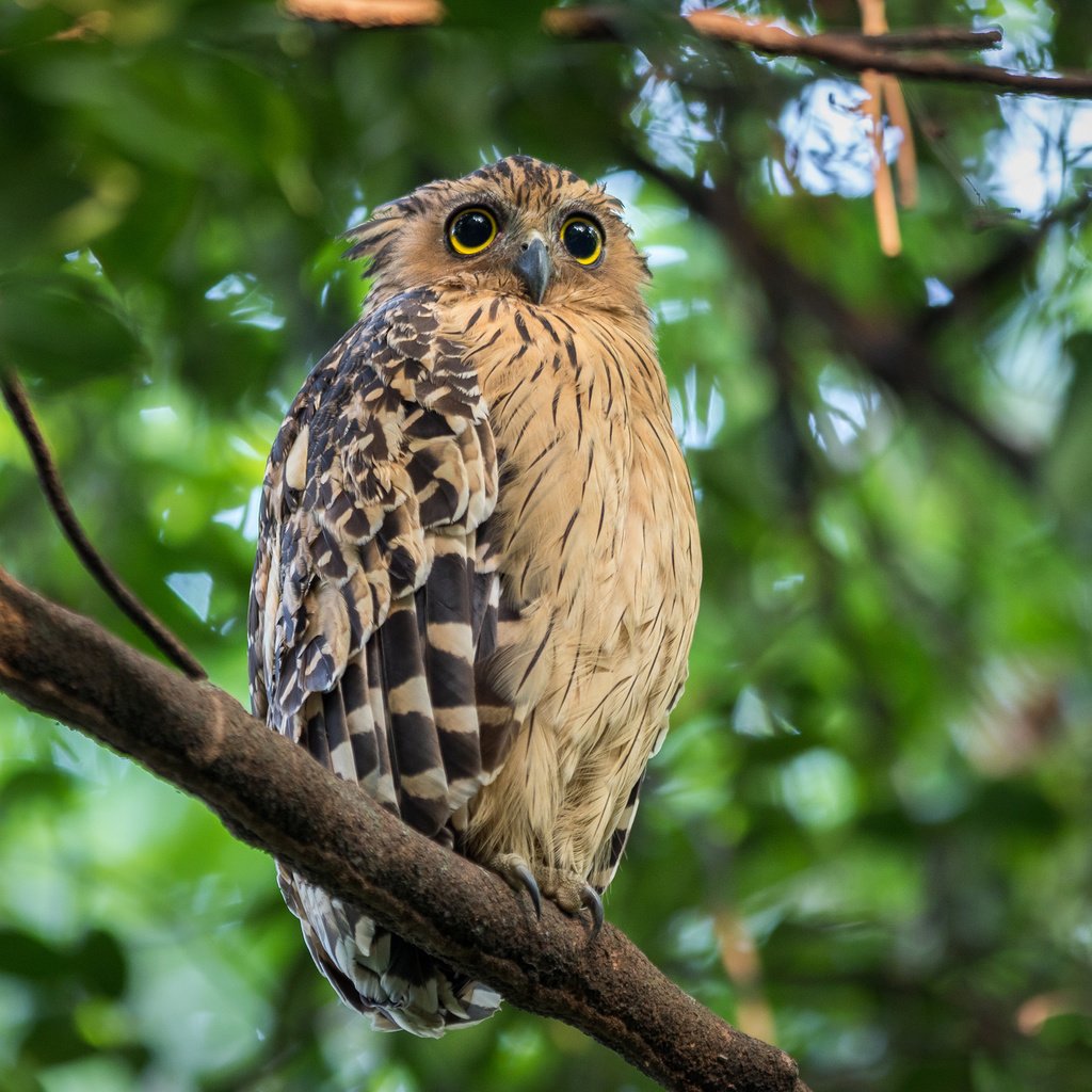 Обои глаза, сова, ветка, птица, клюв, перья, боке, eyes, owl, branch, bird, beak, feathers, bokeh разрешение 2048x1365 Загрузить