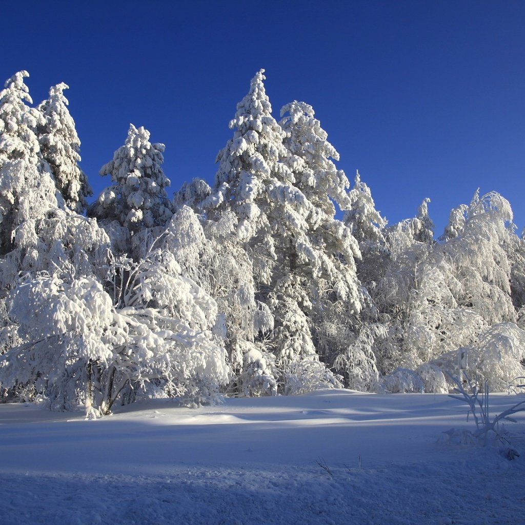 Обои деревья, снег, зима, сказка, trees, snow, winter, tale разрешение 2400x1600 Загрузить