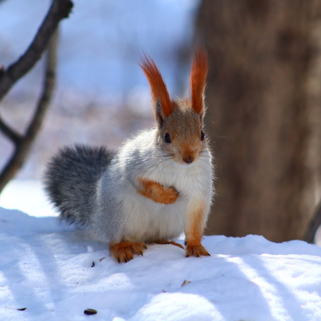 Обои снег, зима, животное, белка, зверек, белочка, грызун, snow, winter, animal, protein, squirrel, rodent разрешение 1920x1280 Загрузить