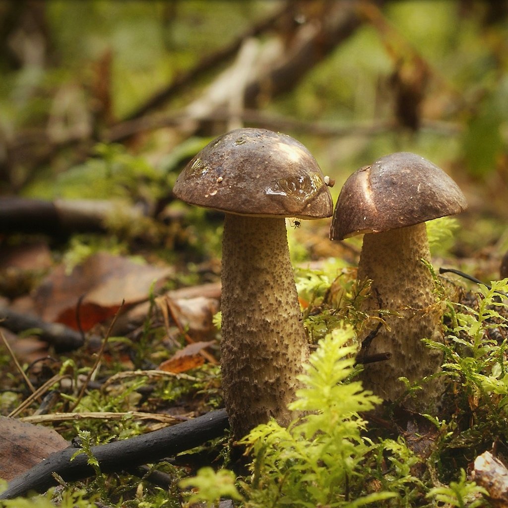 Обои лес, грибы, паучок, forest, mushrooms, spider разрешение 1960x1086 Загрузить