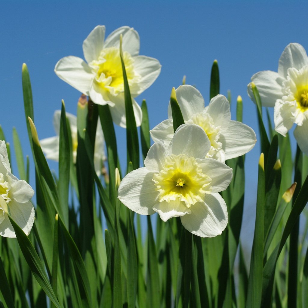 Обои макро, весна, нарциссы, macro, spring, daffodils разрешение 2232x1506 Загрузить