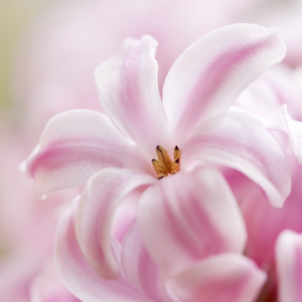 Обои макро, розовый, гиацинт, macro, pink, hyacinth разрешение 2048x1372 Загрузить