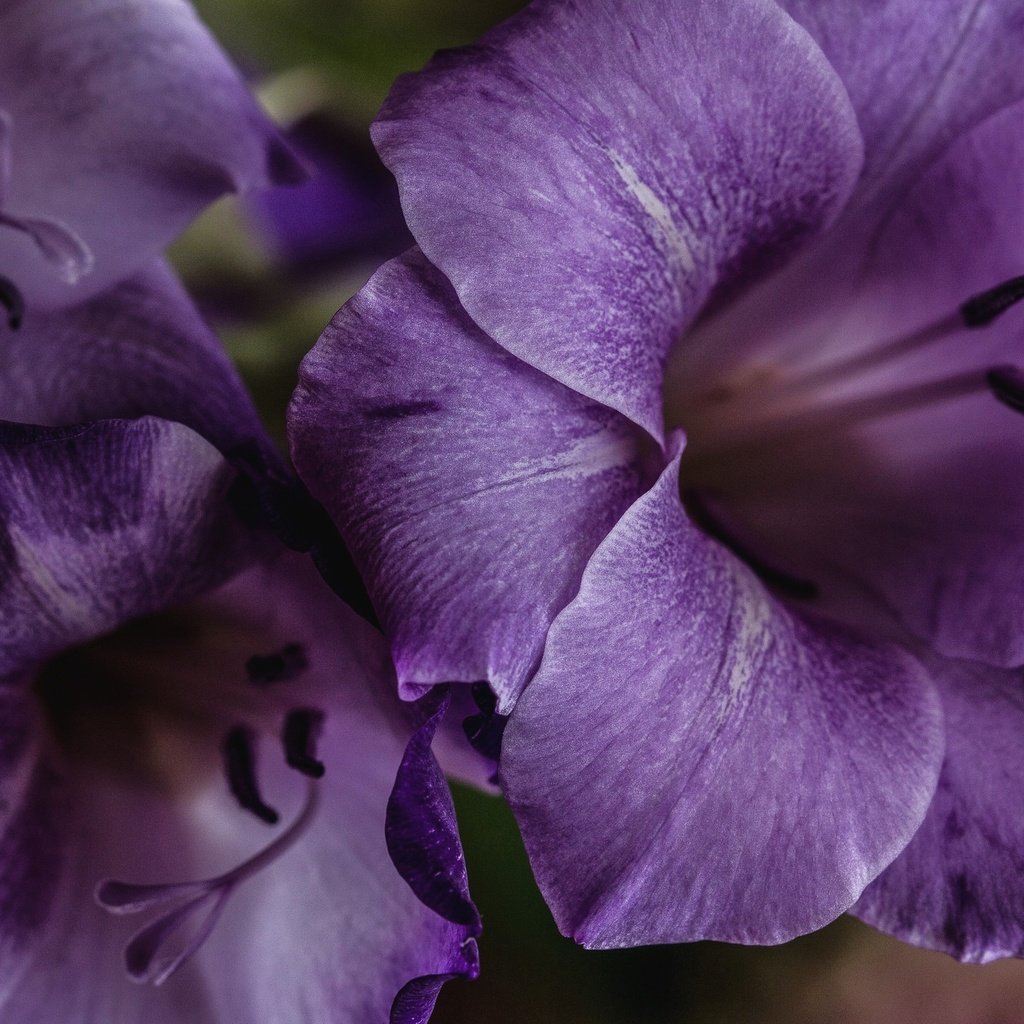 Обои цветы, макро, лепестки, лиловый, гладиолус, крупным планом, flowers, macro, petals, purple, gladiolus, closeup разрешение 2048x1356 Загрузить