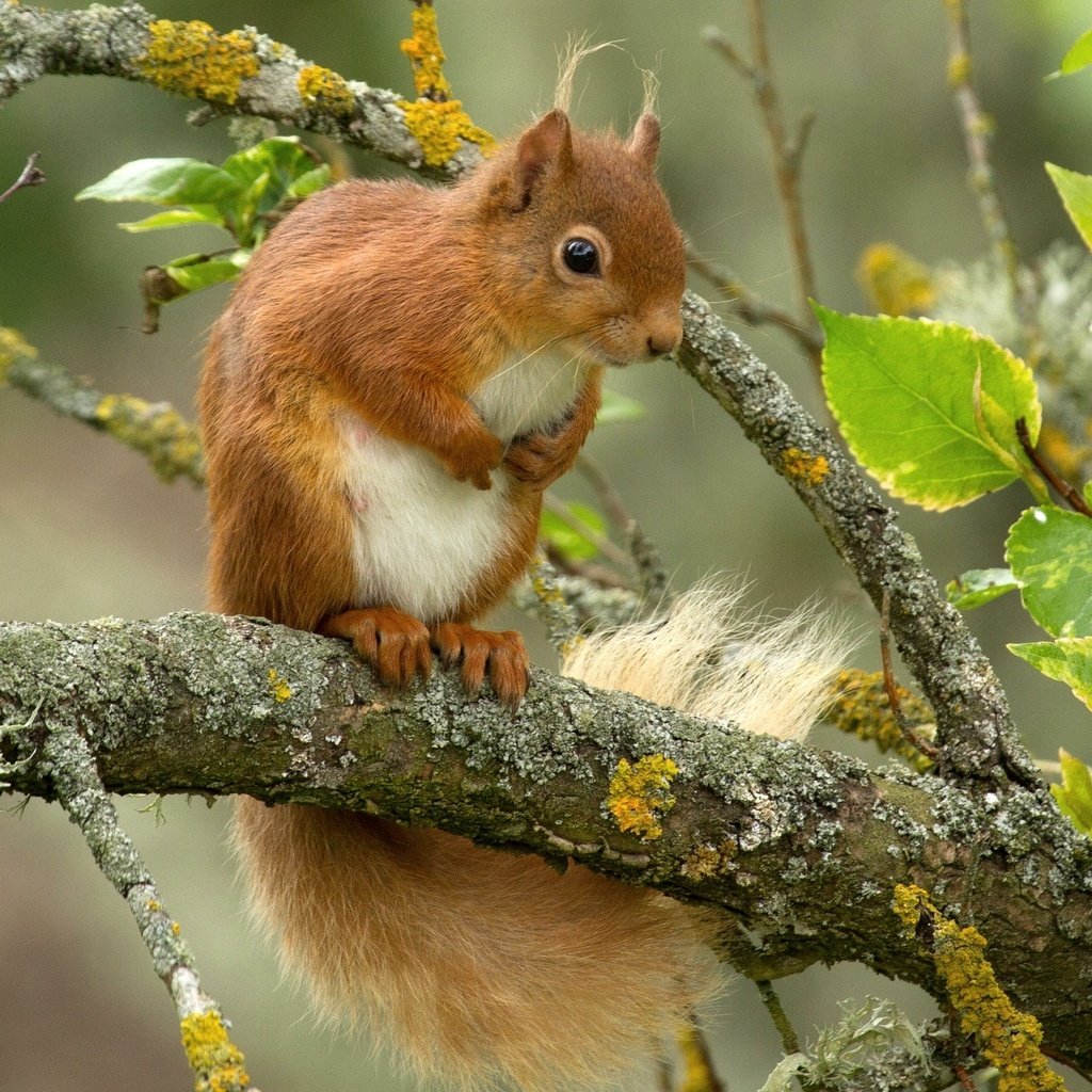 Обои листья, ветки, рыжая, белка, зверек, белочка, leaves, branches, red, protein, animal, squirrel разрешение 2048x1416 Загрузить