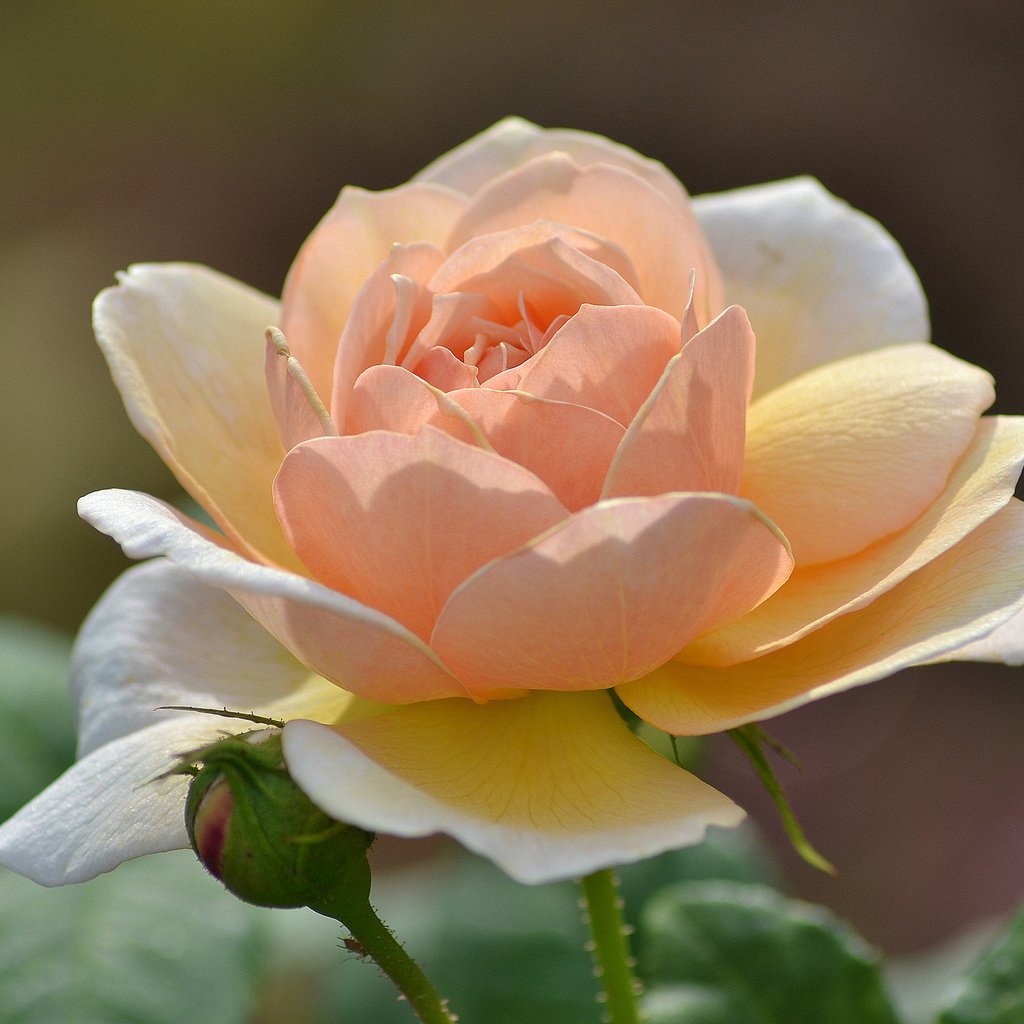 Роза одноголовая персиковая