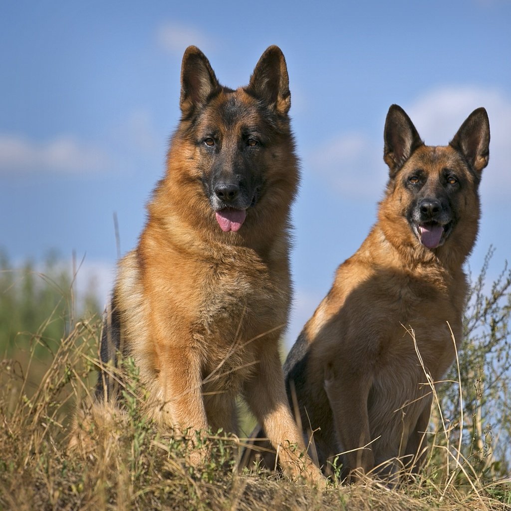 Обои порода, немецкая овчарка, дуэт, овчарки, умные, breed, german shepherd, duo, shepherd, smart разрешение 2100x1337 Загрузить