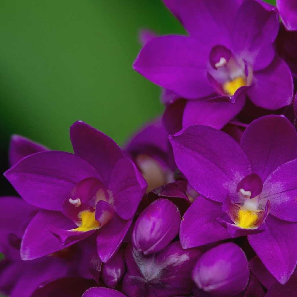 Обои макро, лепестки, лиловый, орхидея, macro, petals, purple, orchid разрешение 2000x1356 Загрузить