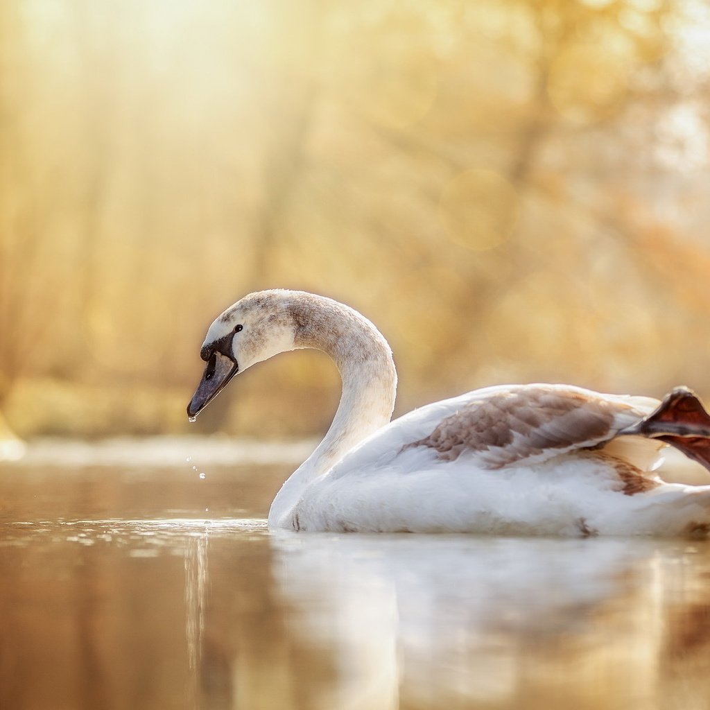 Обои озеро, природа, птица, лебедь, lake, nature, bird, swan разрешение 2048x1221 Загрузить