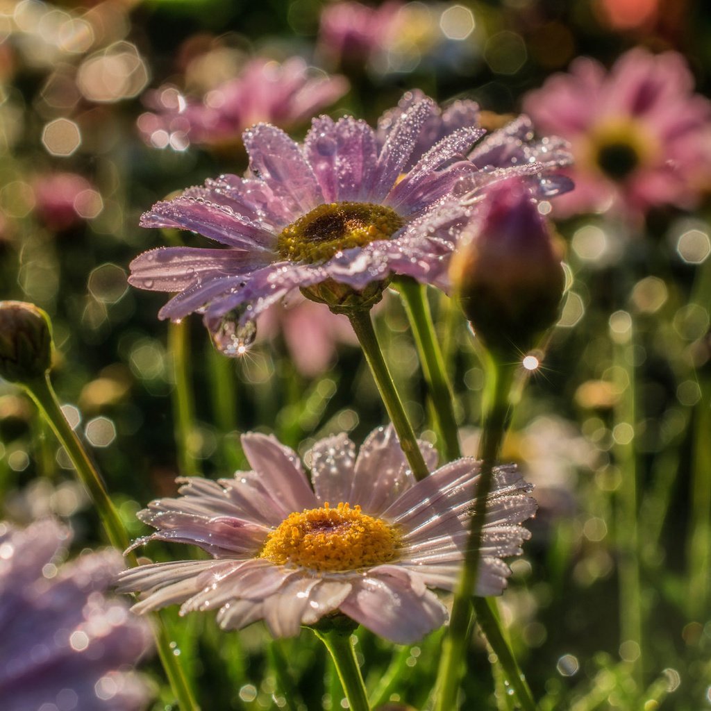 Обои бутоны, макро, роса, ромашки, buds, macro, rosa, chamomile разрешение 2048x1365 Загрузить