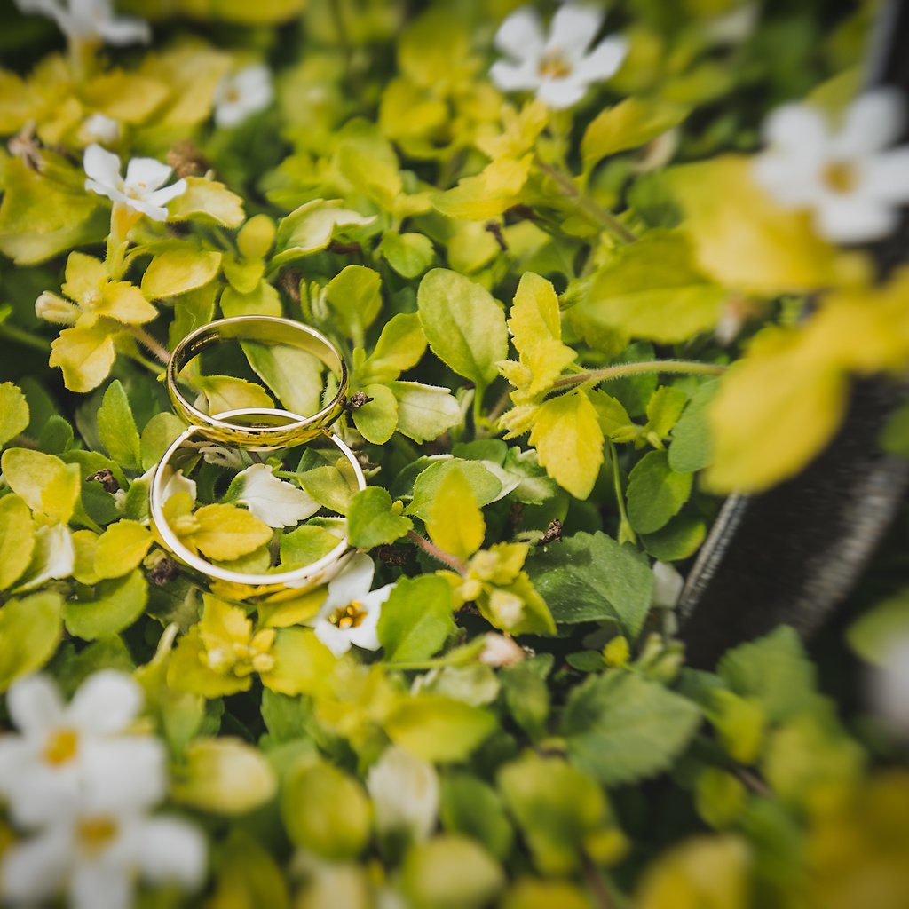 Обои цветы, листья, кольца, белые лепестки, flowers, leaves, ring, white petals разрешение 4787x3191 Загрузить