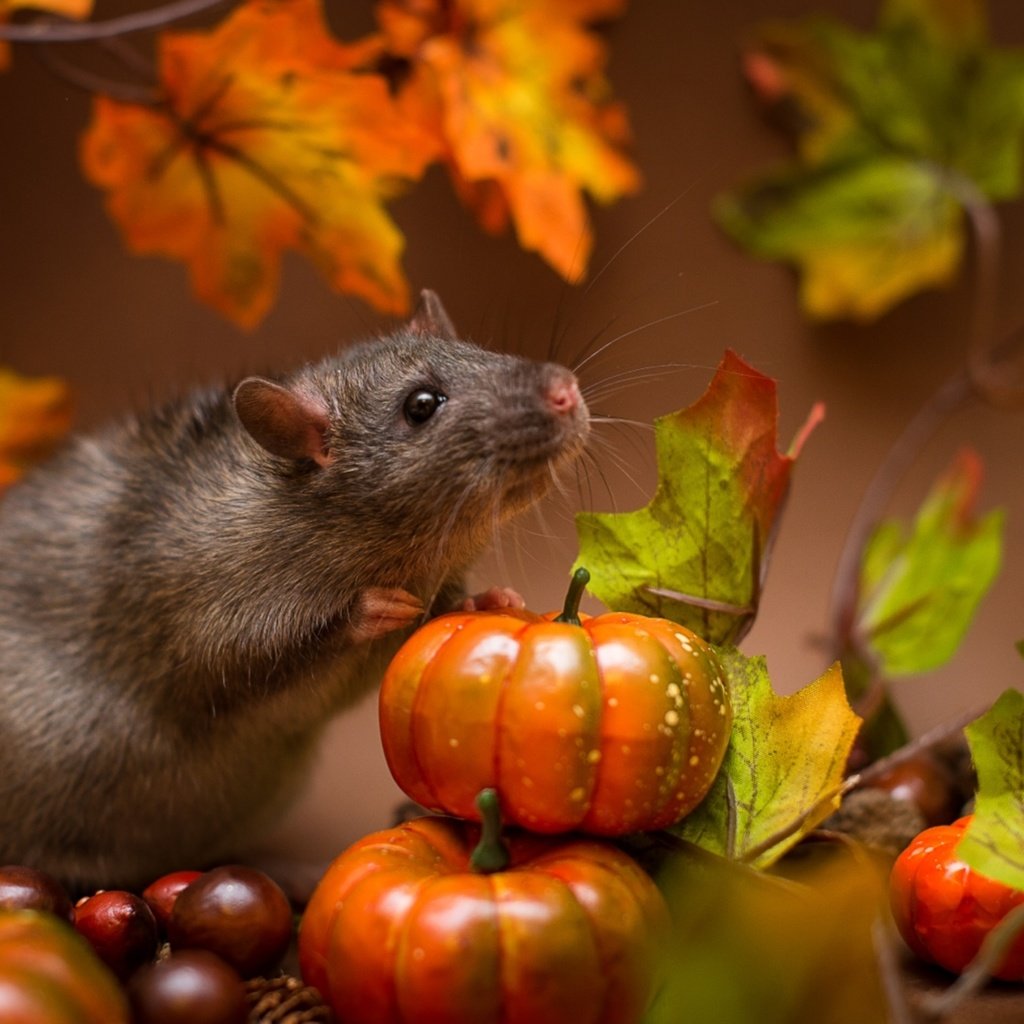 Обои мышь, зверек, тыквы, крыса, mouse, animal, pumpkin, rat разрешение 1920x1168 Загрузить