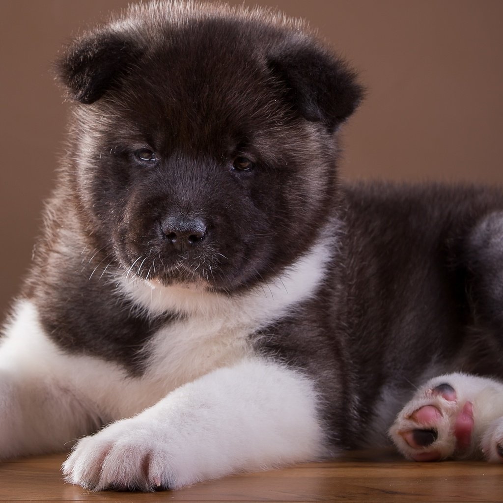 Обои щенок, песик, порода, милый, японская, акита, puppy, doggie, breed, cute, japanese, akita разрешение 2400x1484 Загрузить