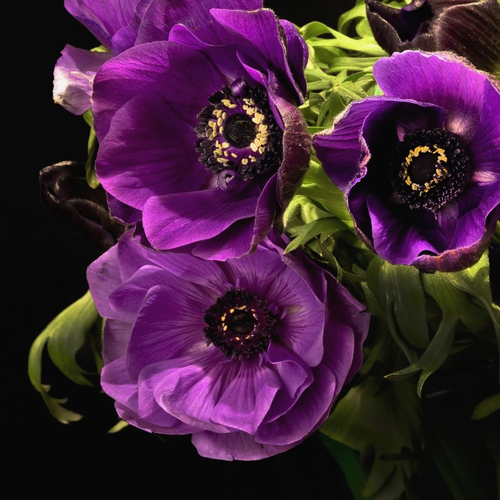 Обои цветы, листья, макро, лепестки, черный фон, лиловый, анемоны, flowers, leaves, macro, petals, black background, purple, anemones разрешение 3000x1920 Загрузить