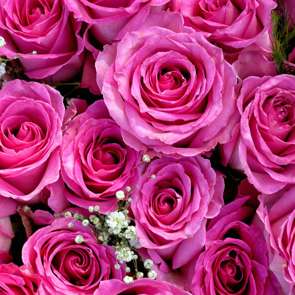 Обои бутоны, розы, букет, розовый, гипсофила, buds, roses, bouquet, pink, gypsophila разрешение 2048x1371 Загрузить