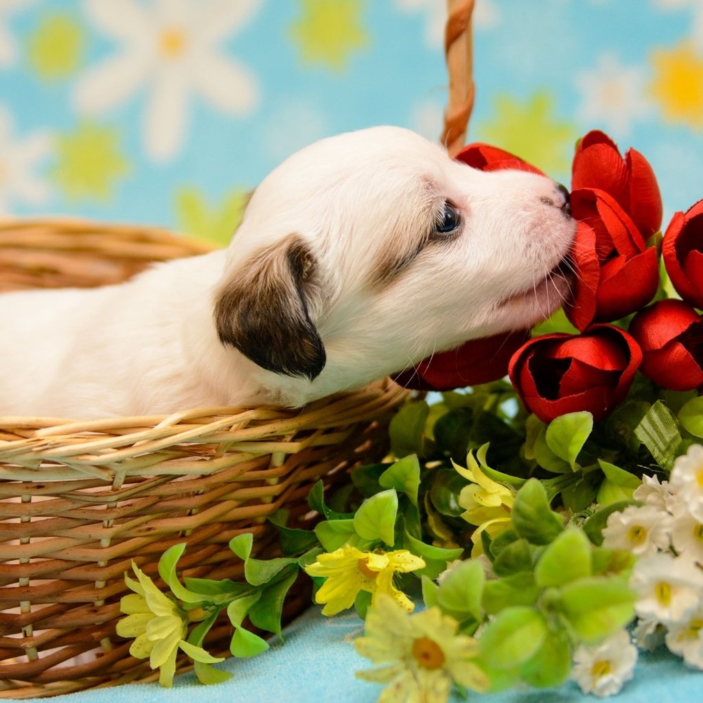Обои цветы, щенок, корзина, малыш, flowers, puppy, basket, baby разрешение 1920x1307 Загрузить