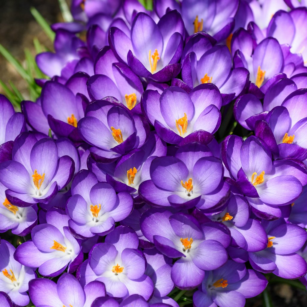 Обои цветы, макро, лепестки, фиолетовый, весна, крокусы, flowers, macro, petals, purple, spring, crocuses разрешение 1920x1231 Загрузить