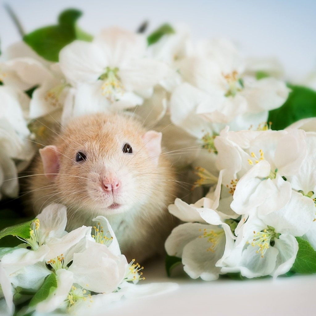 Обои цветы, мордочка, хомяк, flowers, muzzle, hamster разрешение 1920x1285 Загрузить