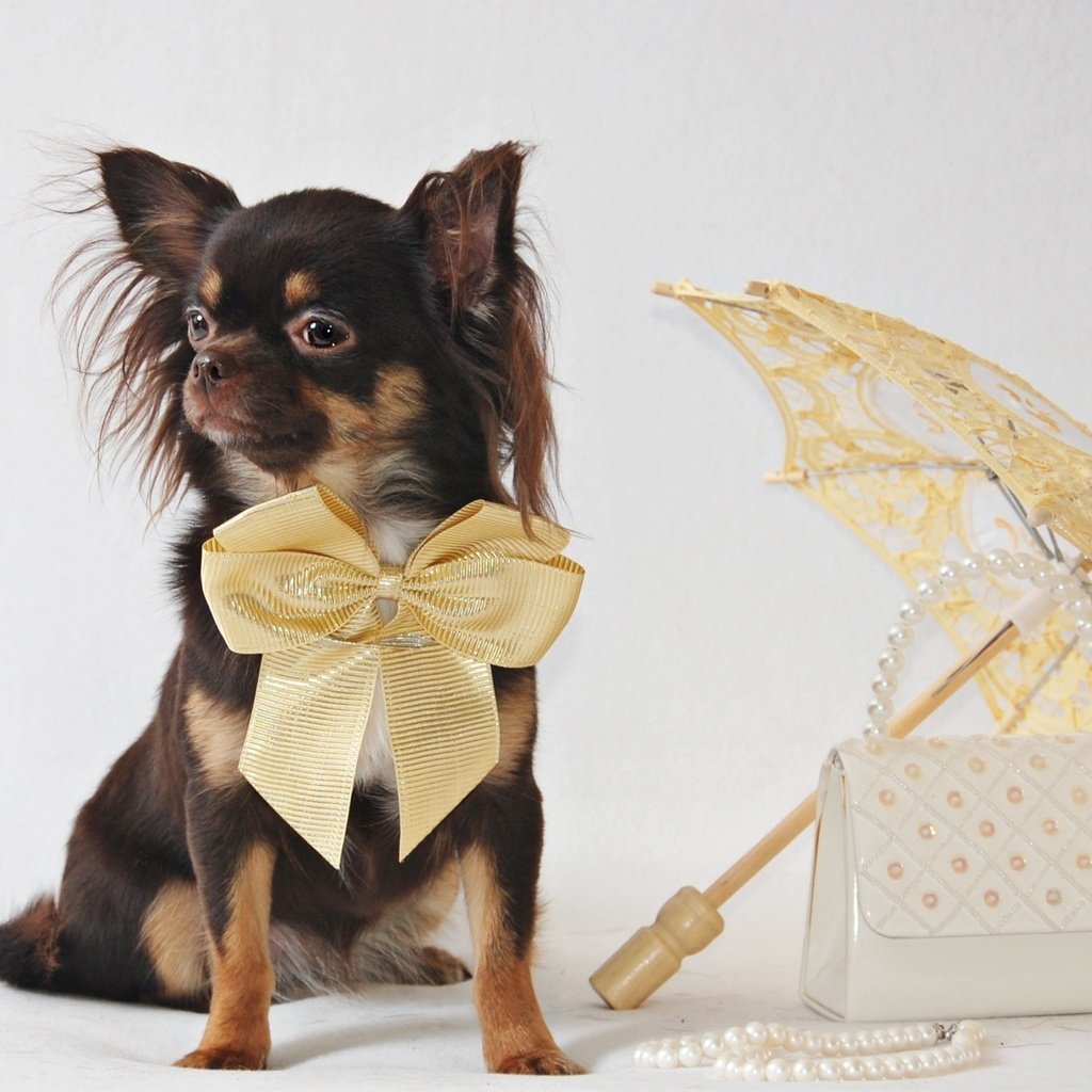 Обои мордочка, взгляд, сумочка, зонтик, собачка, чихуахуа, muzzle, look, handbag, umbrella, dog, chihuahua разрешение 2000x1255 Загрузить