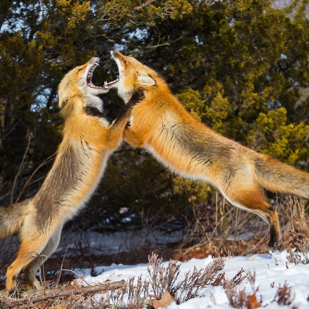 Обои снег, зима, лиса, драка, лисы, snow, winter, fox, fight разрешение 1958x1255 Загрузить