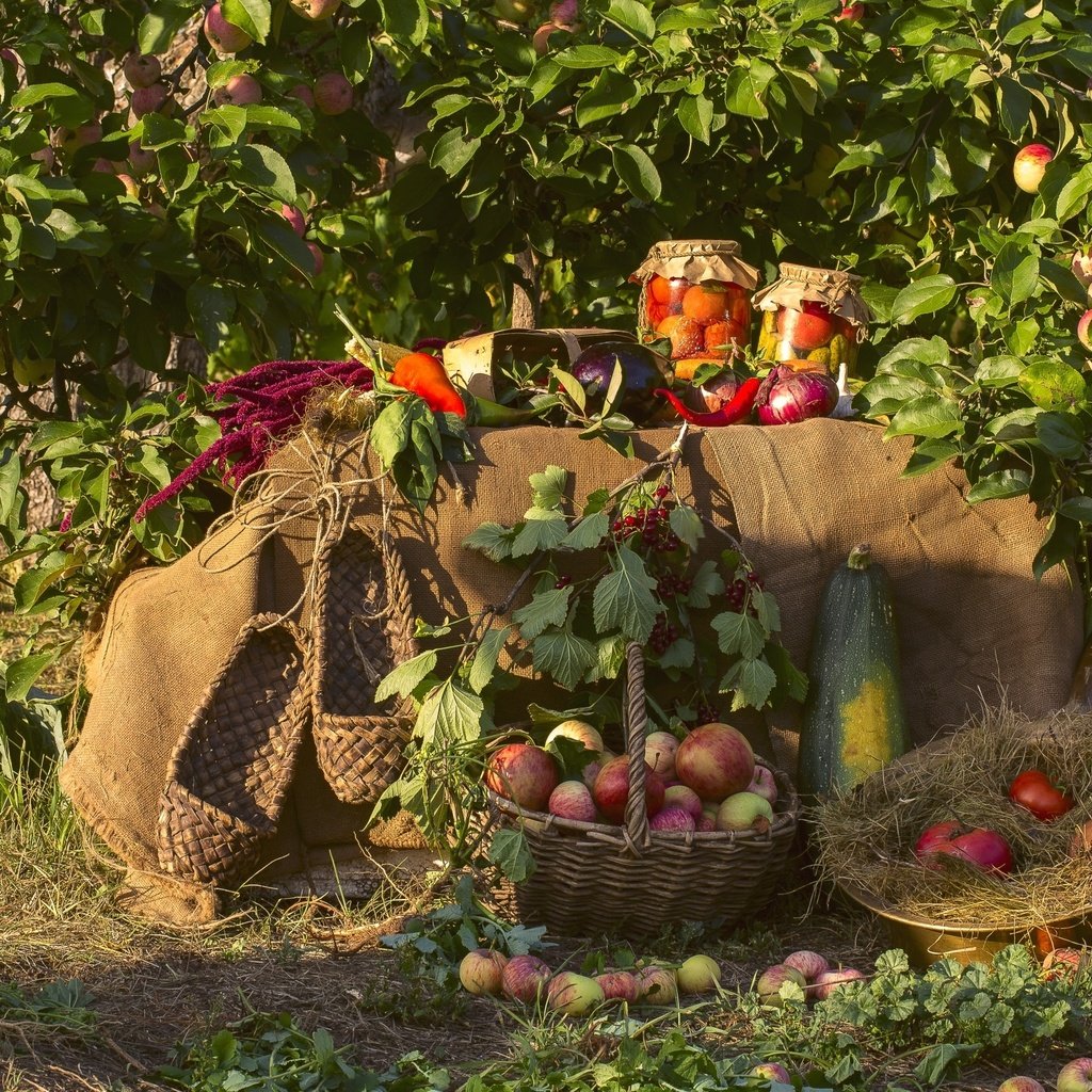 Обои яблоки, сад, лук, урожай, овощи, капуста, кабачки, яблони, apples, garden, bow, harvest, vegetables, cabbage, zucchini, apple разрешение 2400x1600 Загрузить