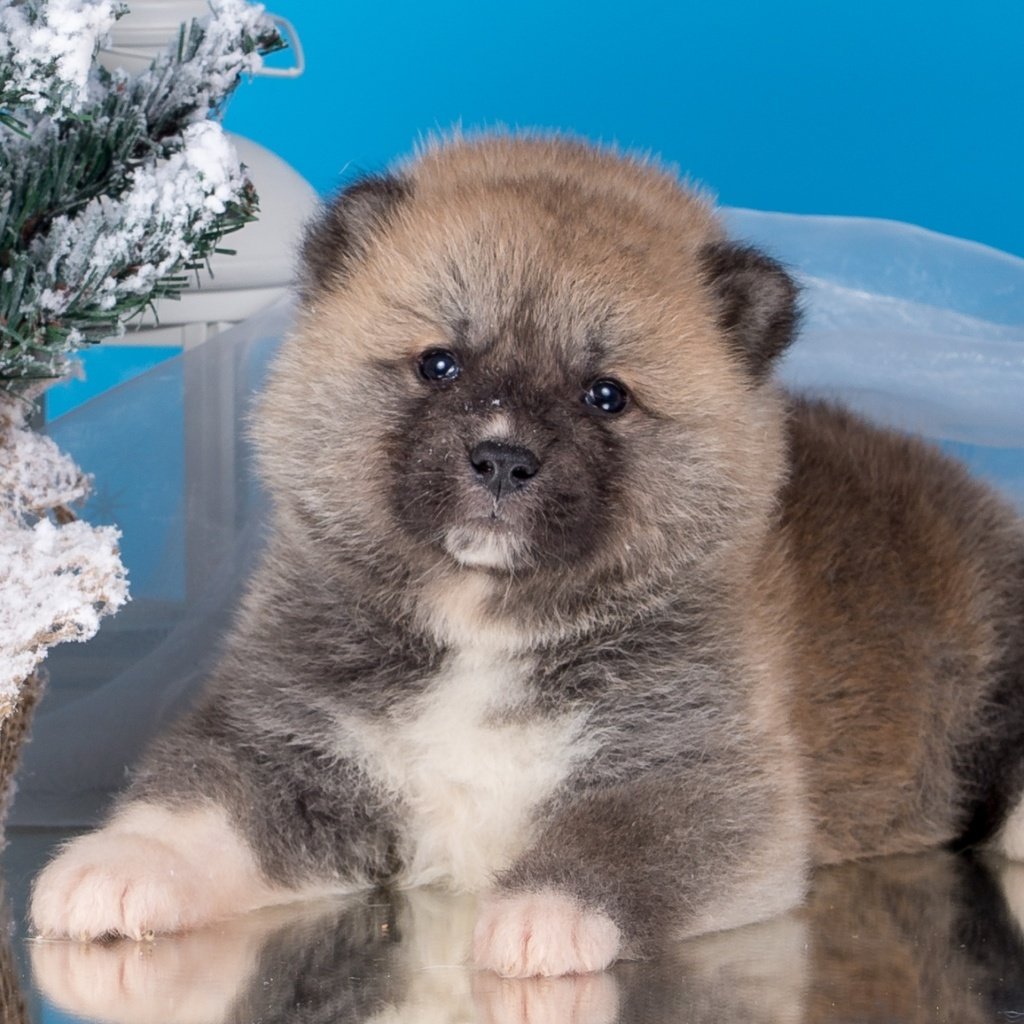 Обои елка, щенок, японская акита, tree, puppy, japanese akita разрешение 2000x1264 Загрузить