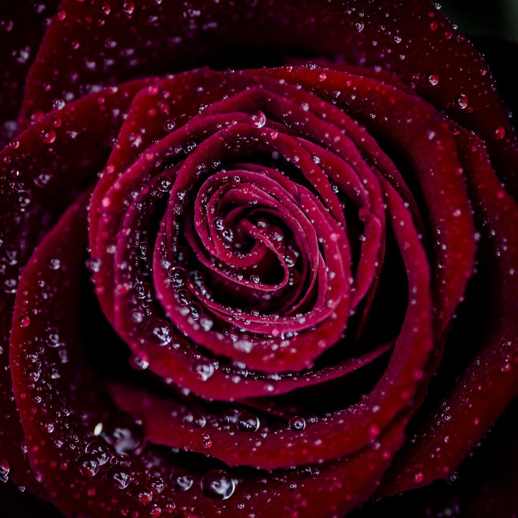 Обои макро, капли, роза, лепестки, macro, drops, rose, petals разрешение 2048x1360 Загрузить