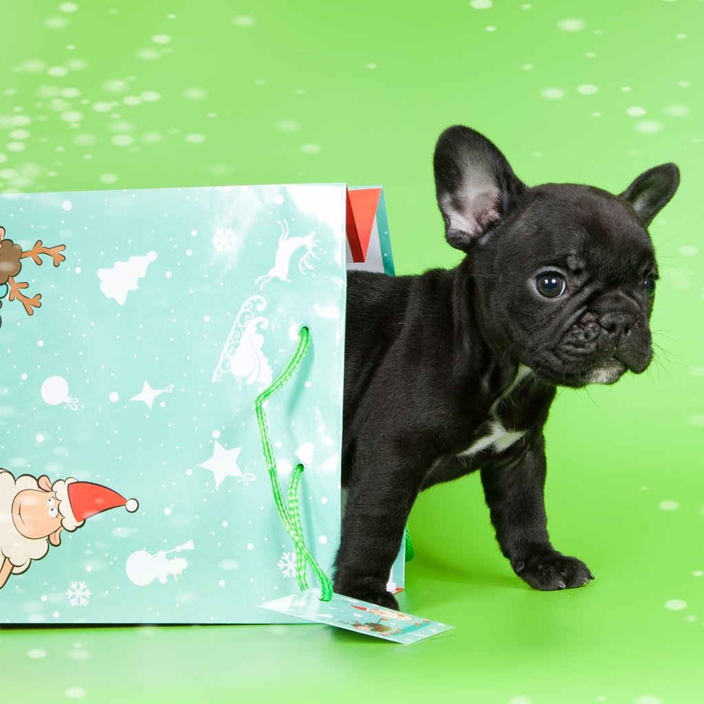 Обои щенок, малыш, пакет, французский бульдог, puppy, baby, package, french bulldog разрешение 3000x1946 Загрузить