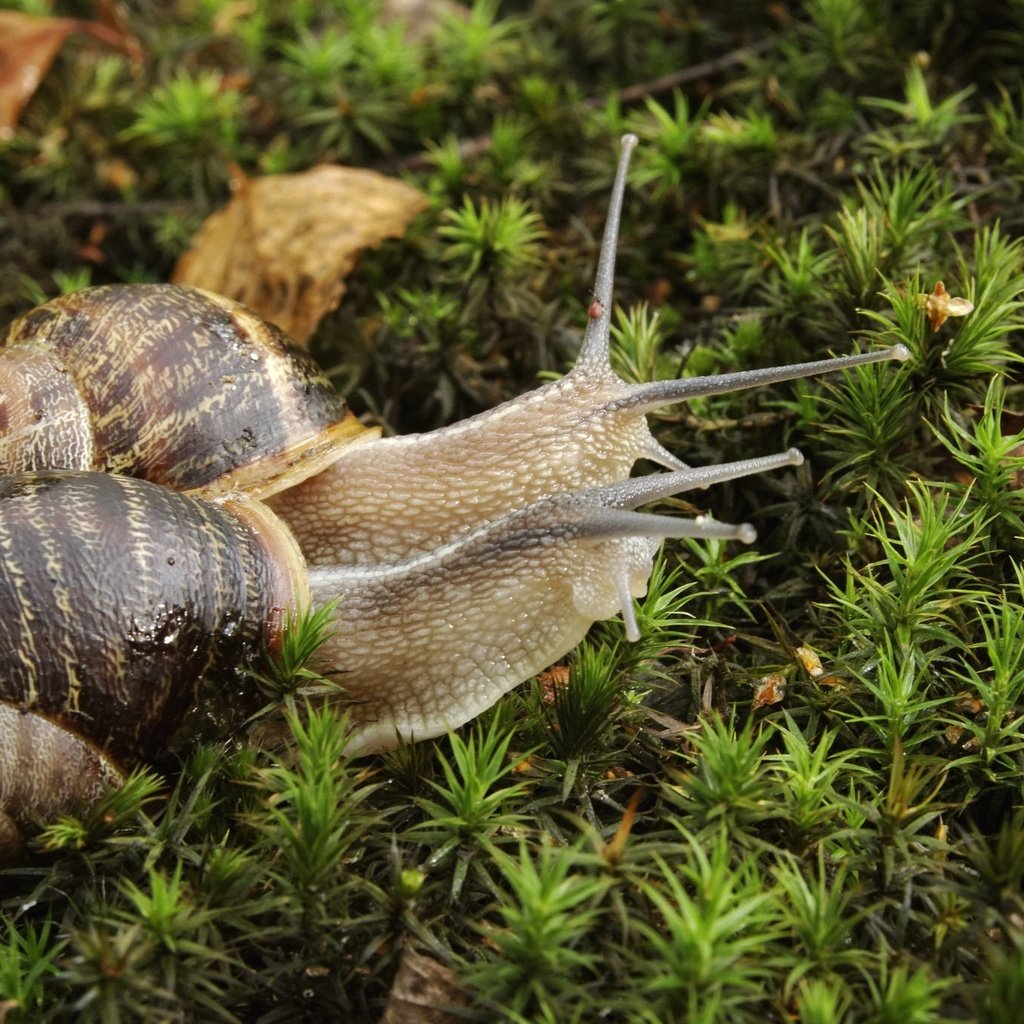 Обои растения, мох, пара, улитка, улитки, рожки, раковина, plants, moss, pair, snail, snails, horns, sink разрешение 2048x1365 Загрузить