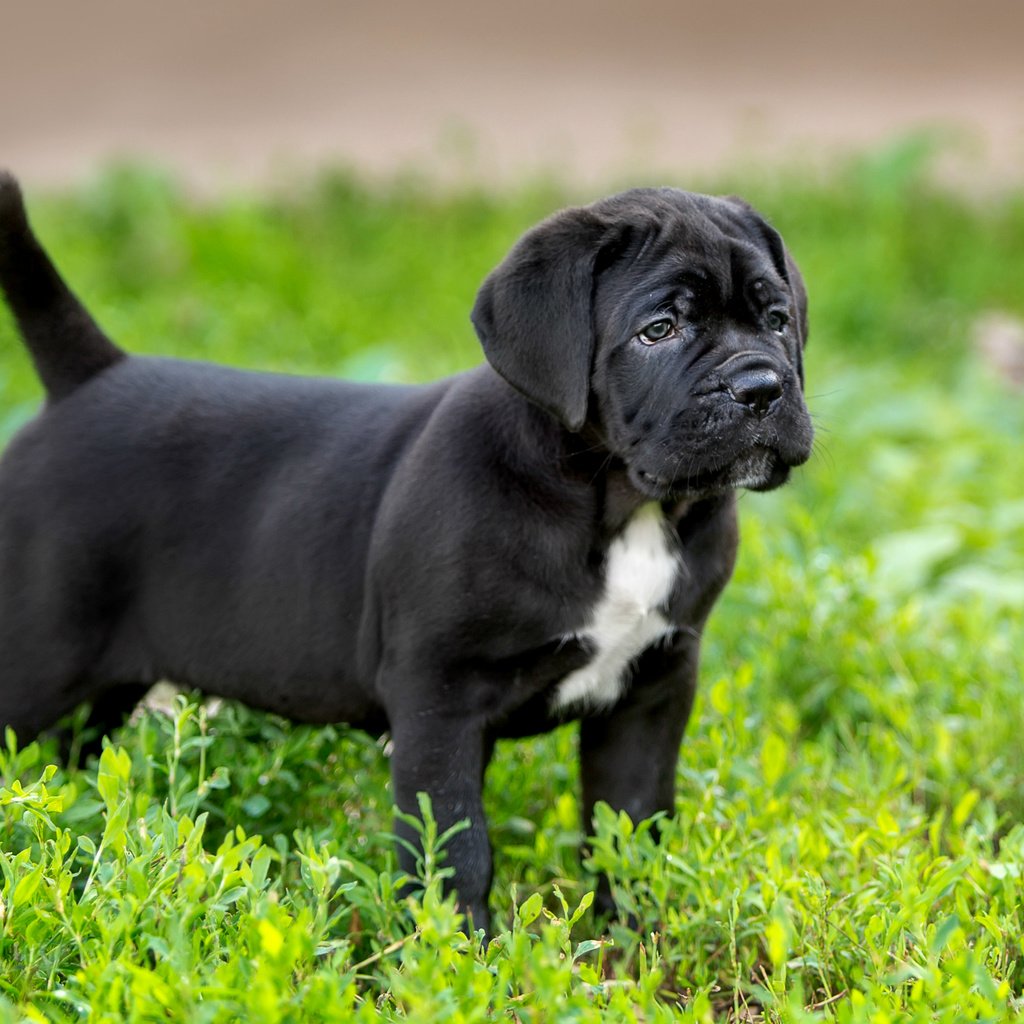 Обои трава, щенок, порода, кане-корсо, grass, puppy, breed, cane corso разрешение 3000x1881 Загрузить