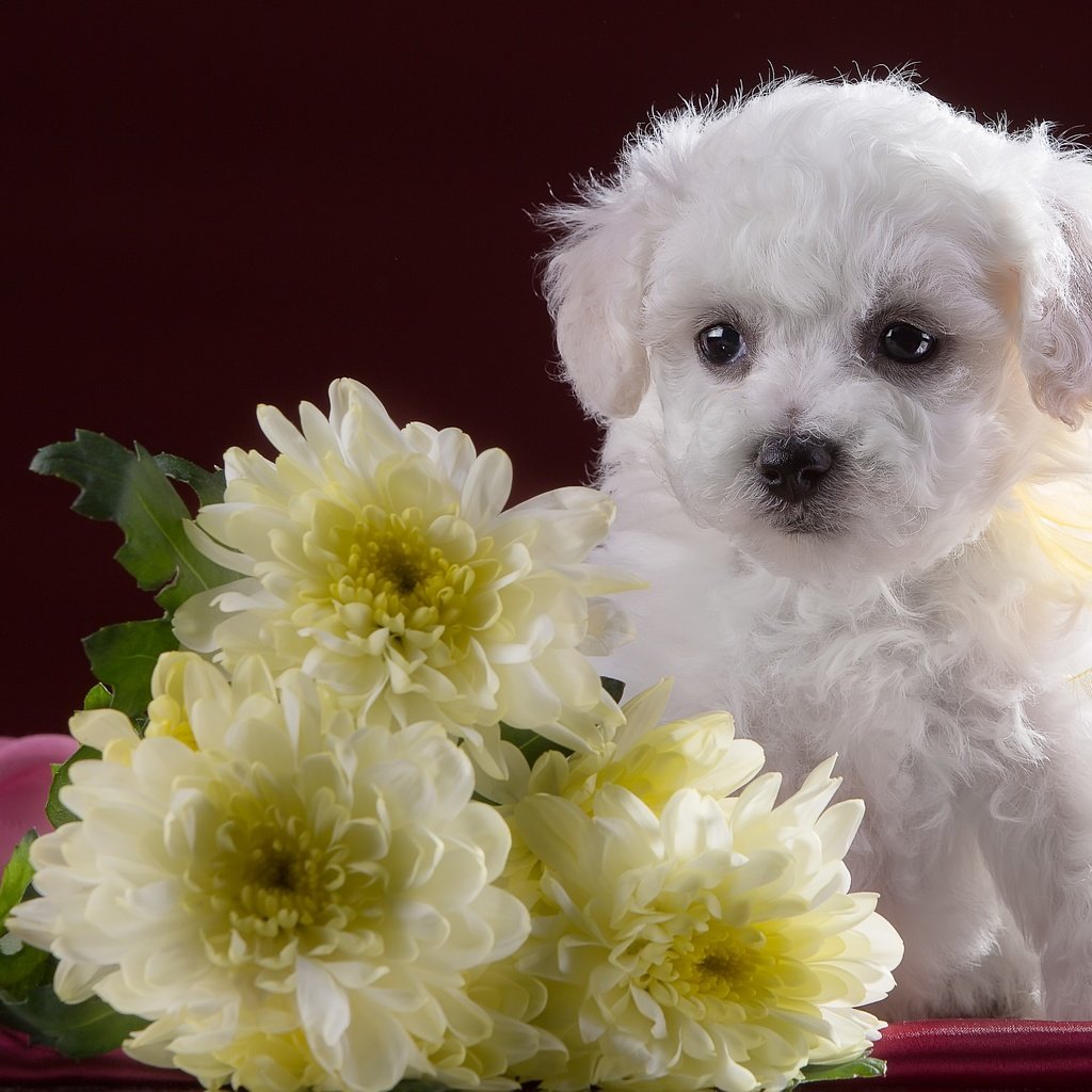 Обои цветы, белый, собака, щенок, хризантемы, милый, бишон фризе, flowers, white, dog, puppy, chrysanthemum, cute, bichon frise разрешение 2902x1905 Загрузить