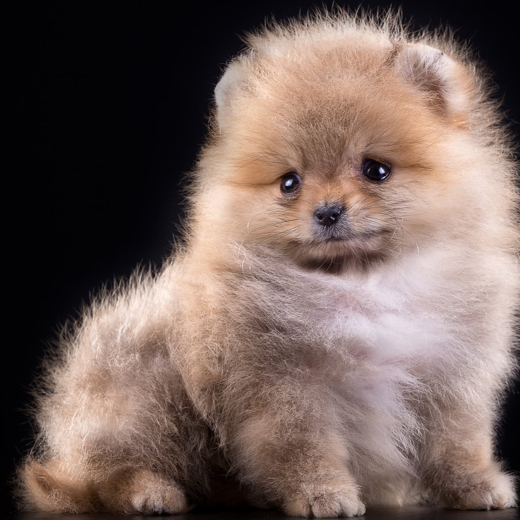 Обои пушистый, собака, щенок, черный фон, шпиц, померанский шпиц, fluffy, dog, puppy, black background, spitz, pomeranian разрешение 3000x2035 Загрузить