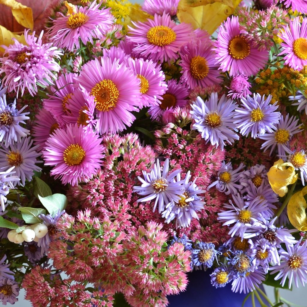 Обои осень, букет, астры, очиток, autumn, bouquet, asters, stonecrop разрешение 2100x1356 Загрузить