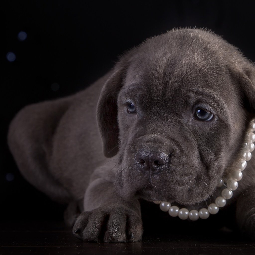 Обои щенок, порода, ожерелье, кане-корсо, puppy, breed, necklace, cane corso разрешение 3300x2060 Загрузить