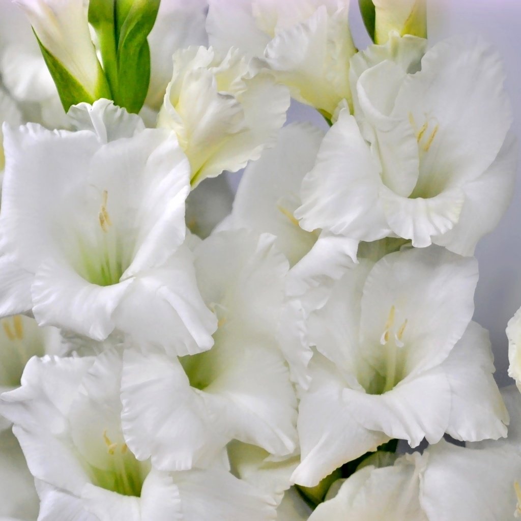 Обои макро, белый, гладиолус, macro, white, gladiolus разрешение 1920x1187 Загрузить