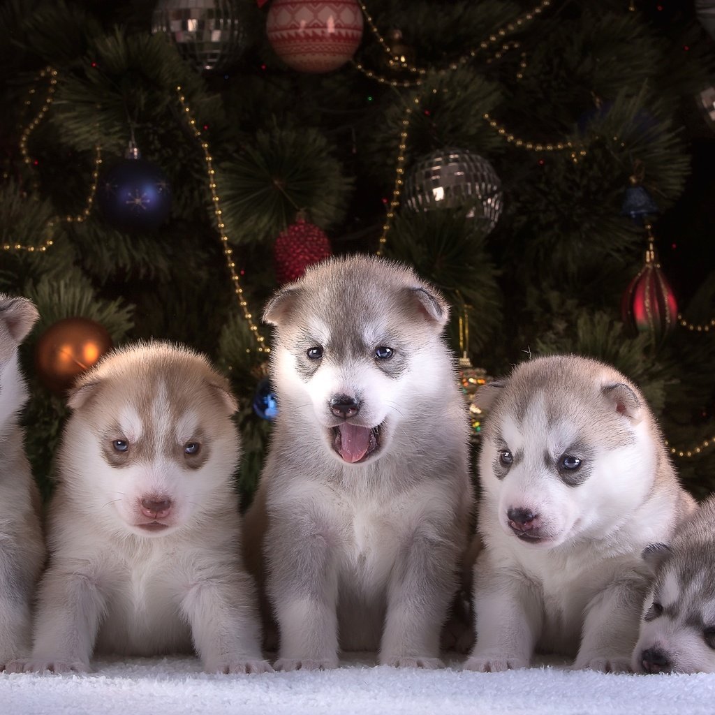 Обои новый год, елка, игрушки, хаски, щенки, порода, квинтет, new year, tree, toys, husky, puppies, breed, quintet разрешение 3000x1924 Загрузить